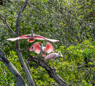 roseate spoonbills in a tree
