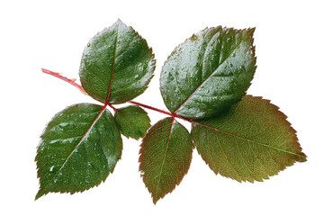 Fototapeta premium Close-up of a rose branch with leaves. Several leaves of varying shades of green and reddish-brown are clustered on a thin stem. Water droplets are visible on the leaves