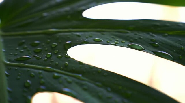 High-definition macro video, slow dolly push-in on a vibrant green hosta leaf adorned with sparkling water droplets, bathed in soft golden hour light and bokeh. Concept of pristine nature
