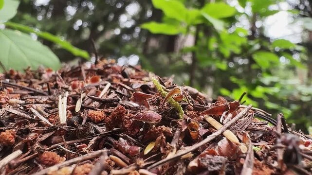 Working ants in anthill in the forest