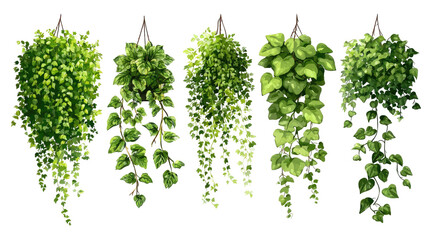 Five hanging plants, various shades of green, cascading foliage
