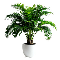 Obraz premium Lush, green palm plant in a white pot against a black background, studio style