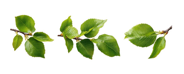 Fototapeta premium Close-up of three sprigs with vibrant green leaves, outlined in yellow