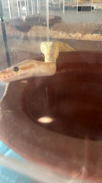 Video of an albino ball python with yellow and white coloration. Exotic snake close up, reptile pet, unique pattern, calm movement, and fascinating wildlife or terrarium animal concept.