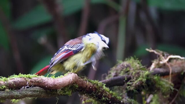 Watch a Red-tailed Minla perched on a tree branch, displaying its natural behavior in the wild. This beautiful bird is known for its soft chirping sounds, colorful feathers, and calm movements. 