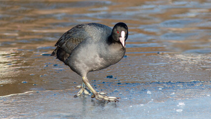 Obraz premium black winged stilt