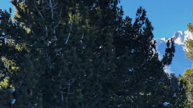 Vihren peak at Piring mountain range visible in the background with a few trees in the foreground. The sky is clear and blue, and the trees are covered in snow. The scene is peaceful and serene