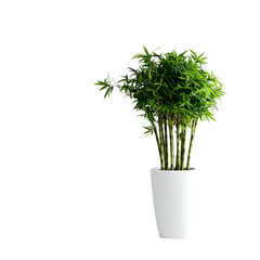A verdant, potted plant with multiple bamboo stalks and lush green foliage, against black