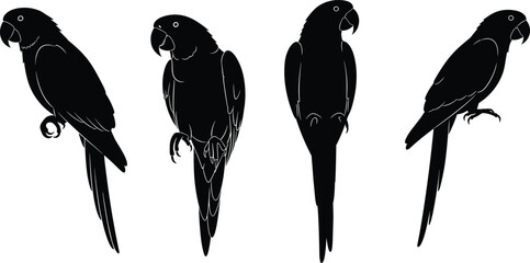 Parrot bird silhouettes set, tropical exotic parrots standing poses, black vector illustration isolated on white background © Bappi Creatives