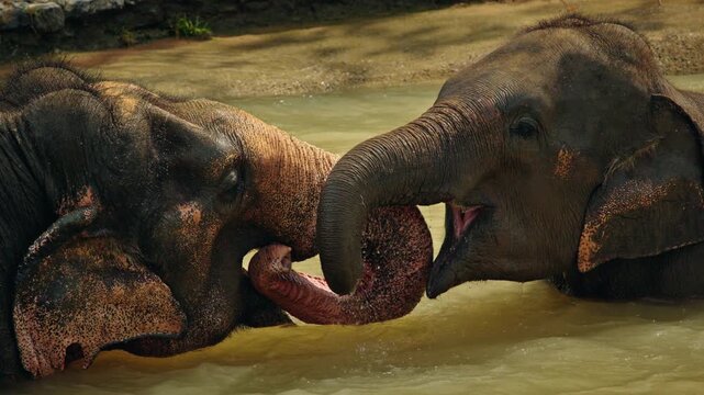 Two Asian elephants gently touching trunks while bathing together in a river, showing affection and social bonding in a peaceful natural sanctuary