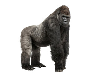 Western lowland gorilla standing, side view, isolated on transparent background (PNG) © Trixy