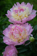 Pink peony flowers in garden with soft depth of field, natural summer bloom, real botanical photography, selective focus, outdoor floral scene, no people