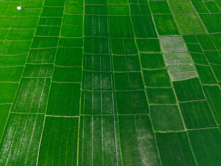 Fototapeta premium Top Down Aerial View of Green Rice Paddy Fields Pattern