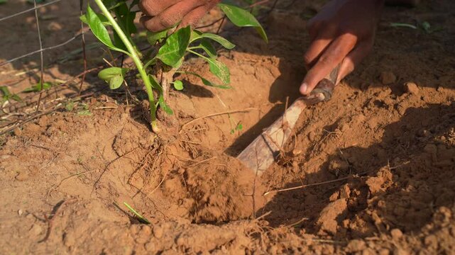 A farmer uprooting the ashwagandha roots to the ground. Organic withania somnifera, Indian ginseng, poison gooseberry, or winter cherry plant. Ayurvedic herb harvesting at garden, field