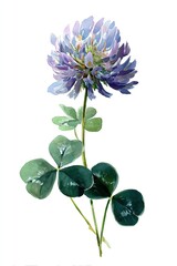 Watercolor illustration of a red clover blossom and its characteristic trifoliate leaves