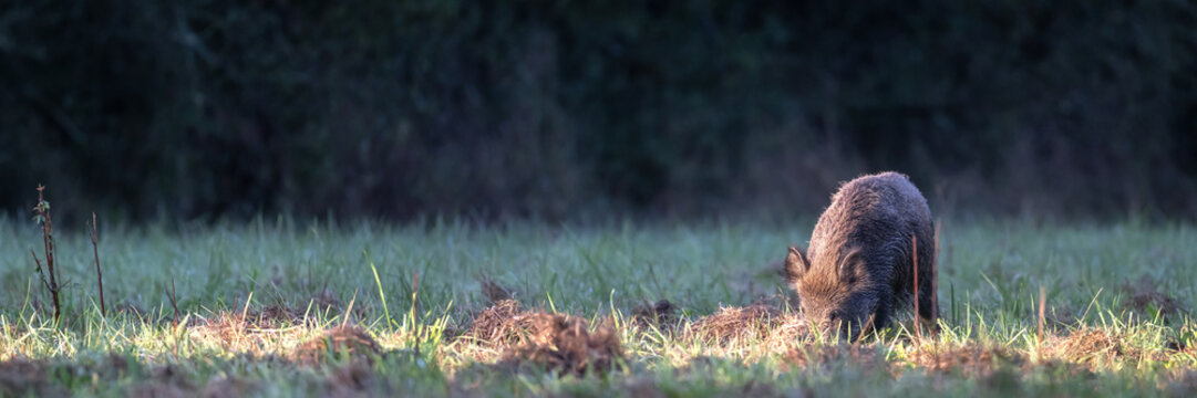 Wild boar sow walking and foraging while looking for food in a plain at the edge of the forest in the morning. Sus scrofa, Sologne, Loiret, r&eacute;gion Centre Val de Loire, France, European Union, Europe