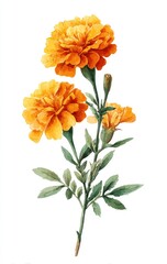 Watercolor illustration of vibrant orange marigold blooms on a green stem, isolated