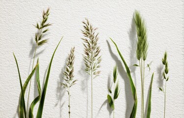 Variety of tall, slender grasses with green blades and intricate seed heads, on textured white