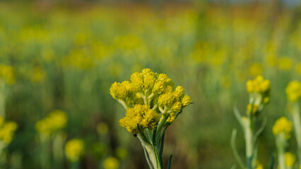Fototapeta premium Yellow Helichrysum arenarium flower in a meadow.