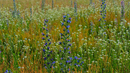 Mixed herbs in a spring meadow on a sunny day.