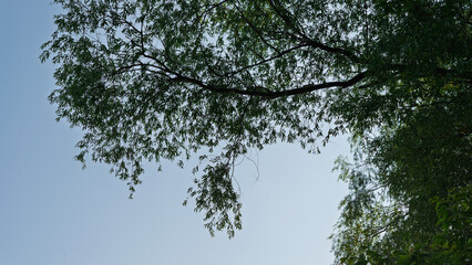 Naklejka premium Branches and thickets of green willow foliage against the sky.