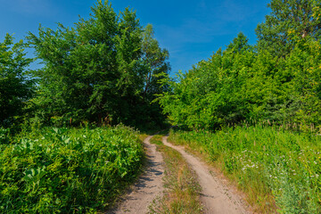 Obraz premium Dirt road among green grass and deciduous forest.