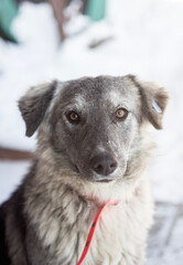 portrait of a mongrel dog with a sterilization clip on his ear close-up