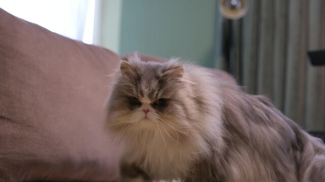 Adorable grey and white long-haired persian cat with a flat face sitting on a brown sofa, curiously looking around the room, showcasing its beautiful fur and pedigree features