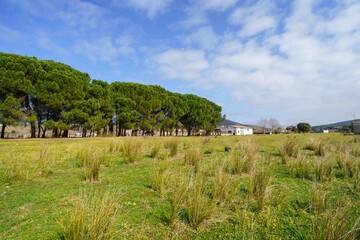 Fototapeta premium A field of grass with a few trees in the background