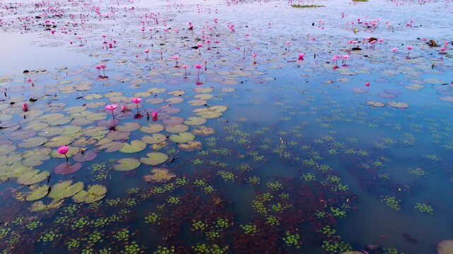 Natural drone view of Dibir Lake, Kingdom of Water Lilies a beautiful and famous tourist spot located at the foot of the Meghalaya hills in Jaintapur, Sylhet, near the Bangladesh-India border.