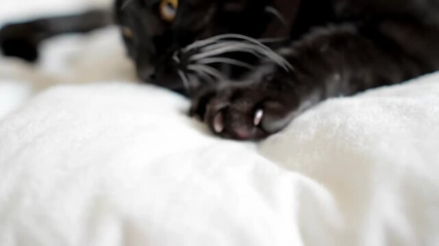 Close-up of a black cat's paw with sharp claws extended on a white fluffy blanket