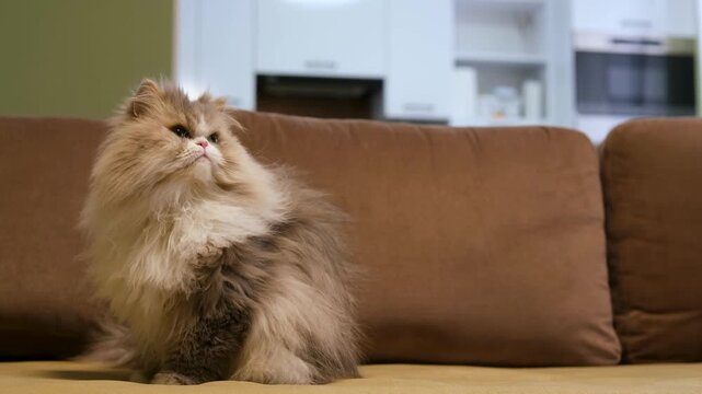 Beautiful long-haired persian cat sitting on a comfortable brown sofa, curiously looking around the room and moving its head, revealing its majestic and fluffy fur in a cozy home setting