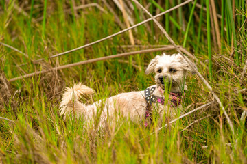 Fototapeta premium Little dog walking exploring tall grass countryside