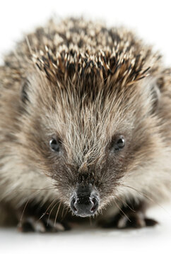 Junger Igel freigestellt auf weissem Hintergrund