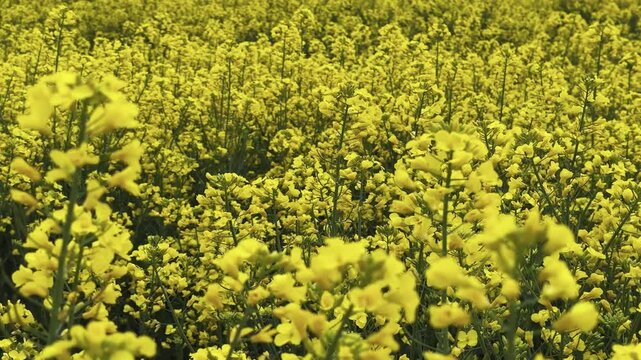Blooming yellow rapeseed field the flower during a beautiful spring. Agriculture and biotechnology industry plant is used to produce colza oil.