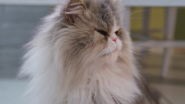 Close-up of a cute, furry persian cat with long hair sitting and licking its mouth and nose with a pink tongue. A beautiful, purebred domestic longhair kitten is grooming and cleaning its face