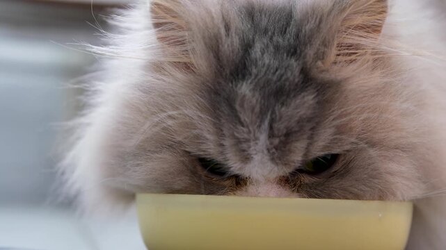 Adorable yet angry-looking long-haired cat eating its meal from a yellow bowl. Close-up view of the fluffy pet's face as it reluctantly dips into the food, showing a grumpy expression