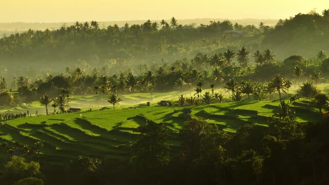 Lombok beautiful tropical landscape during sunrise. Senaru mountains showing vibrant green rice terraces and palm trees jungle rainforest covered by morning mist. Indonesia nature aerial view scene