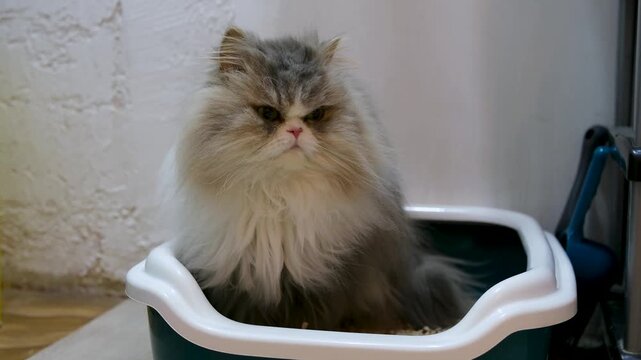 Adorable long-haired persian cat with a grumpy face sitting in its litter box, digging in the sand, and then getting ready to leave after doing its business in a domestic home environment