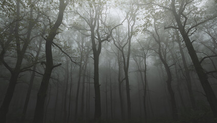 Obraz premium Misty Forest with Tall Leafless Trees in Foggy Atmosphere
