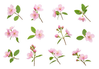 Collection of delicate pink rhododendron blossoms on black background