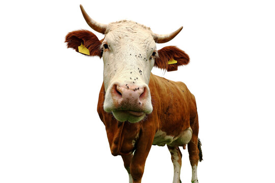 Lustiges Weitwinkel-Foto von einem jungen Simmentaler Rind mit H&ouml;rnern und Fliegen auf der Nase. Freigestellt in png