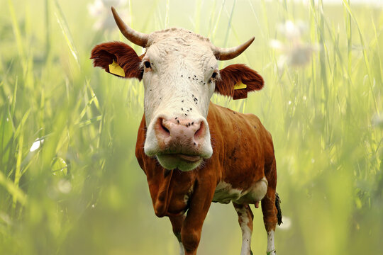 Junge Simmentaler Kuh mit H&ouml;rnern und einen gr&uuml;nen Hintergrund mit Gl&auml;sern und Sonnenlicht