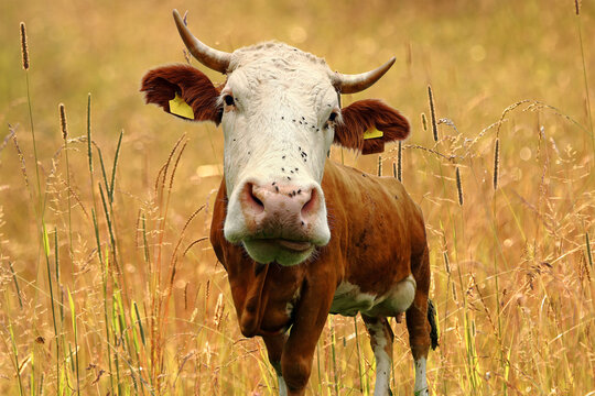 Junge Simmentaler Kuh mit H&ouml;rnern und einem Hintergrund mit Gl&auml;sern und Sonnenlicht