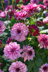 Magenta Waterlily Dahlias Garden