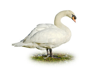 Fototapeta premium white swan isolated on white background. This has clipping path.