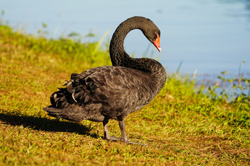 Naklejka premium black swan on a green grass