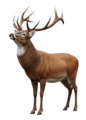 Obraz premium Majestic Red Deer Stag with Large Antlers Standing Isolated Transparent BG Cutout PNG 3D