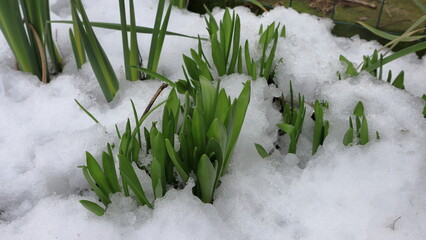 Foglie di giacinti sotto la neve, hyacinthus 