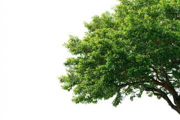 Lush green tree canopy with sturdy branches, isolated against a white background